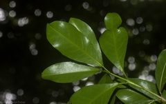 Acronychia oblongifolia