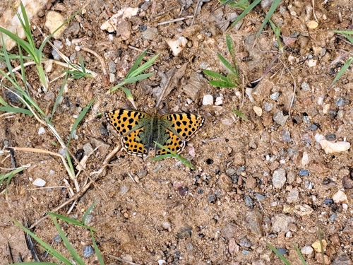 Queen of Spain Fritillary