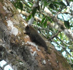 Exilisciurus whiteheadi