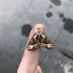 Phlogophora meticulosa