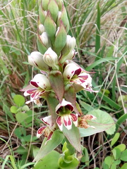 Satyrium sphaerocarpum