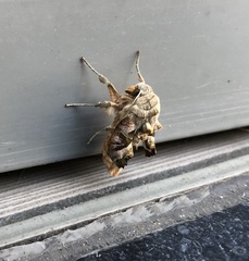 Phlogophora meticulosa
