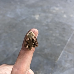 Phlogophora meticulosa