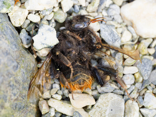 Fiery-tailed Bumble Bee