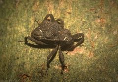 Hexymus tuberosus