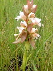 Satyrium sphaerocarpum