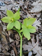 Helleborastrum