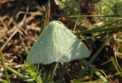 Thetidia smaragdaria