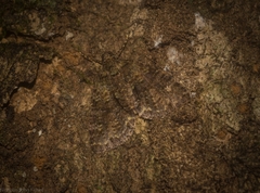 Polyclysta hypogrammata