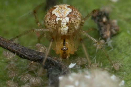 Theridion tinctorium