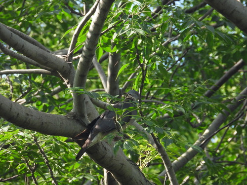 Ashy Wood Pigeon (Columba pulchricollis), photo 5