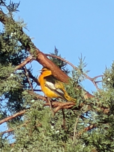 Bullock's Oriole