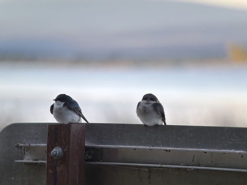 Tree Swallow