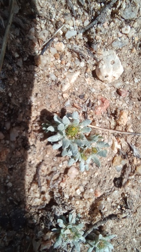 Filago pygmaea, photograph 3