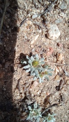Filago pygmaea, photograph (c) frangp, some rights reserved (CC BY)