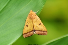 Ophiusa trapezium
