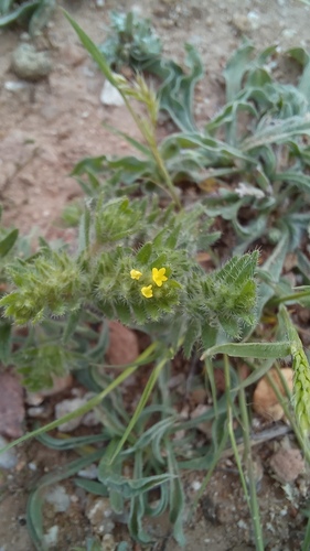 Neatostema apulum, photograph 1