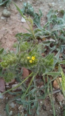 Neatostema apulum, photograph (c) frangp, some rights reserved (CC BY)
