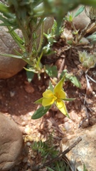 Helianthemum salicifolium