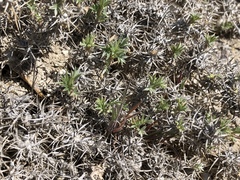 Astragalus kentrophyta