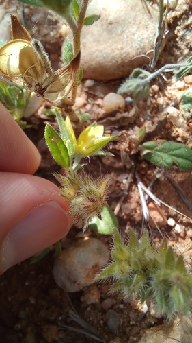 Helianthemum salicifolium, photograph 2