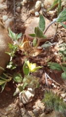 (c) frangp, some rights reserved (CC BY) Helianthemum salicifolium, photograph (c) frangp, some rights reserved (CC BY)