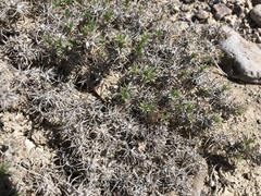 Astragalus kentrophyta