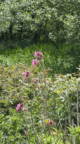 red campion