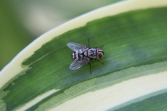 Diptera