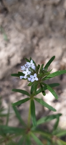 Asperula arvensis, photograph 3