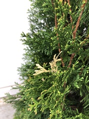 Pestalotiopsis funerea