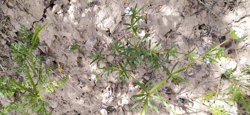 Asperula arvensis, photograph 4