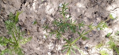 author not stated, no rights reserved Asperula arvensis, photograph author not stated, no rights reserved