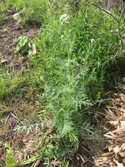 Hymenopappus artemisiifolius