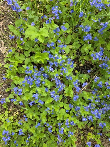 Germander Speedwell