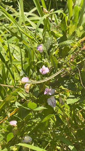Centrosema pubescens iNat (3)