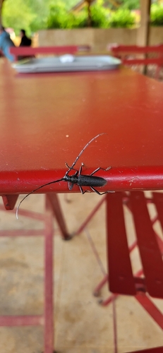 Capricorn beetle