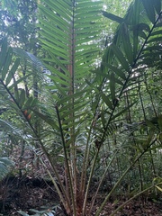 Salacca vermicularis