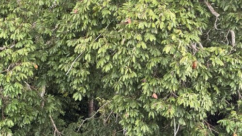 Foto de Amora