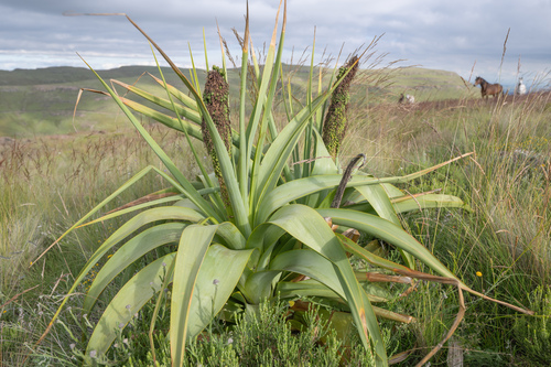 Kniphofia northiae