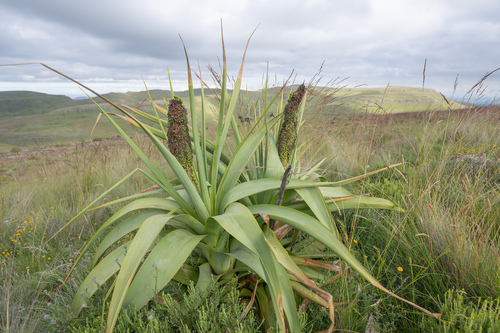 Kniphofia northiae, photograph 1