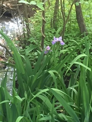 Iris virginica