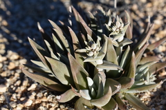 Dudleya saxosa