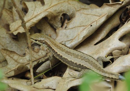 Meadow Lizard