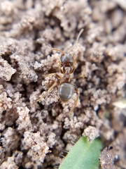 Lasius pallitarsis