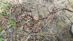 Lampropeltis gentilis