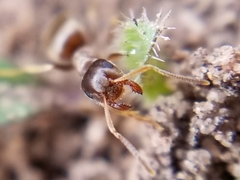 Lasius pallitarsis