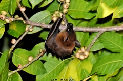 Cynopterus sphinx