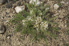 Astragalus dolichophyllus