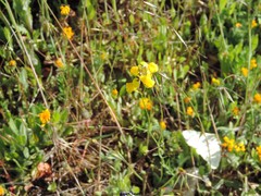 Linaria spartea